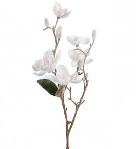 Magnolia med is