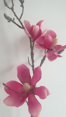 Blomma