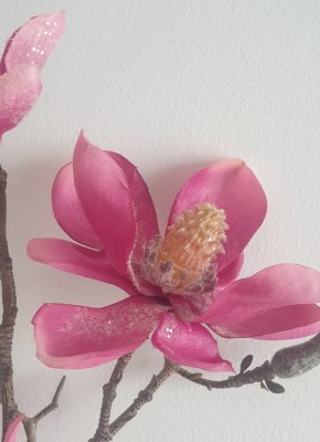 Magnolia