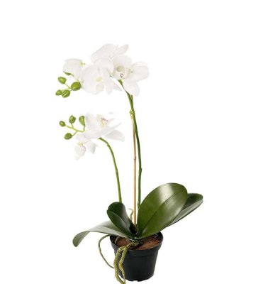 Phalaenopsis Orkidé Vit Med Blad