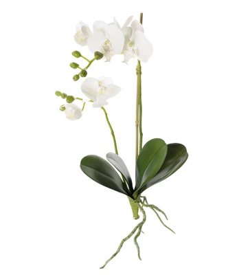 Phalaenopsis Orkidé Vit Med Blad